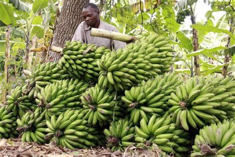 Along With Leading In Miraakhat Meru County Is Kenyas Top Bananas Producer With 20 Of The 1