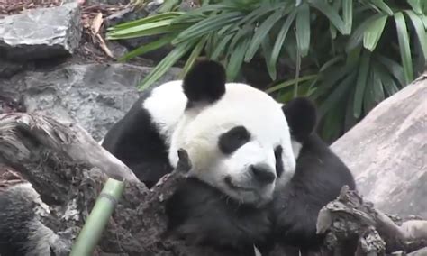American Zoos Return Giant Pandas To China Ending The Regimes ‘panda