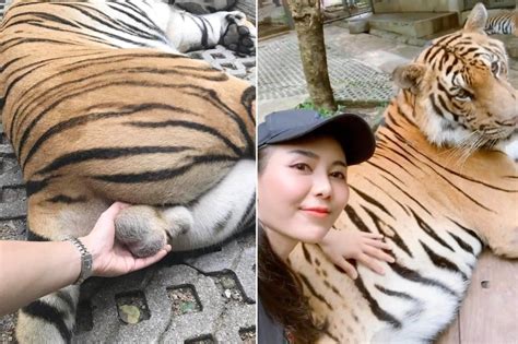 Ballsy Tourist Slammed For Grabbing Tiger Testicles For Selfie