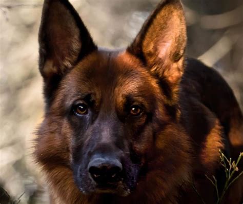 55 Strong Male German Shepherd Dog Names Dog Names