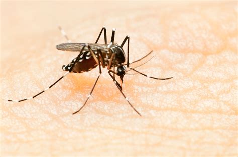 How To Avoid Zika Virus Mosquitoes The Healthy