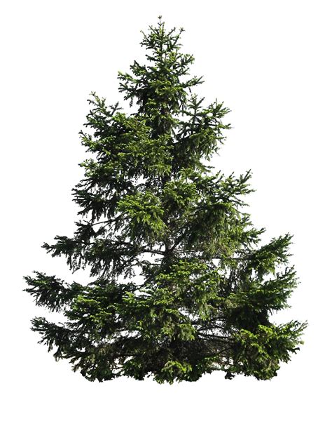 Christmas Pine Tree Png Image Png Mart