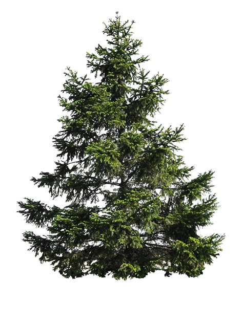 All png images can be used for. Christmas Pine Tree PNG Image | PNG Mart