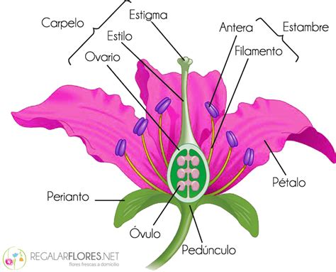 Las Partes De La Flor