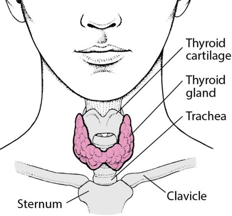 Your Thyroid Hormones T3 T4 Control Your METABOLISM Here S How