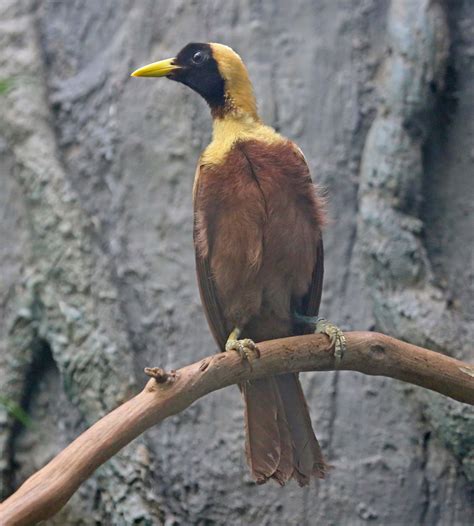 One of the most favorite destinations is raja ampat. Pictures and information on Red Bird-of-paradise