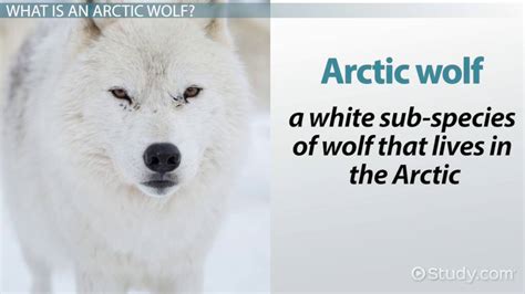 Arctic Wolf Facts Lesson For Kids Lesson