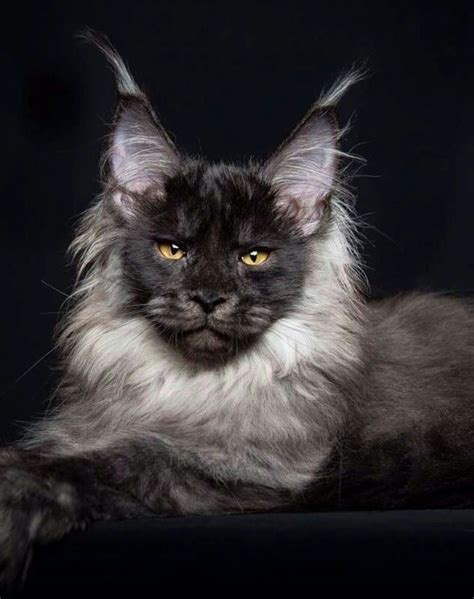 If I Were To Ever Get A Cat Againthis Is The One A Maine Coon