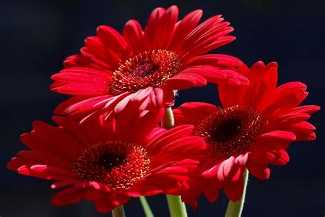 Cute Red Flower Weneedfun