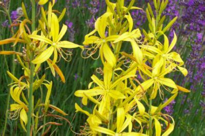 Deer resistant perennial flowers zone 8. Great list of deer resistant plants from Xera Nursery ...