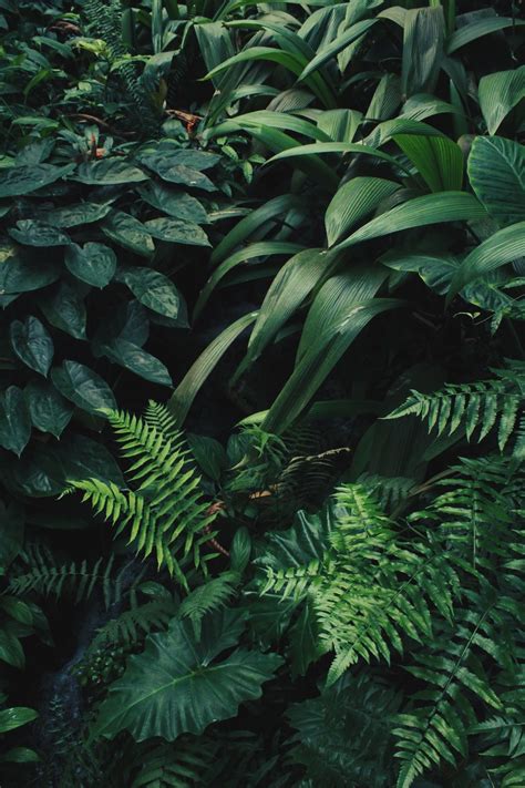 Free Download Monstera Wallpaper Tropical Jungle Leaf Wallcovering