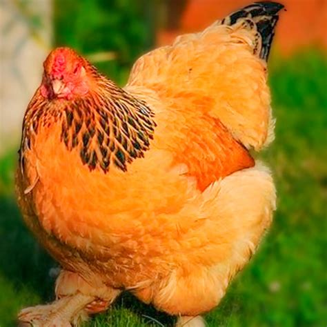 Buy Delightful Buff Brahma Bantams Chicks For Sale