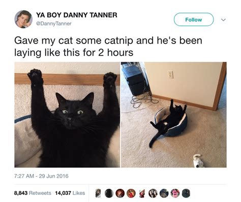 The Best Catnip Memes Memedroid