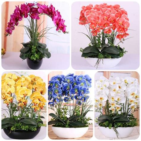 Orchid Seeds High Simulation Flower ᓂ Phalaenopsis Orchid Plants Phalaenopsis Orchids Seeds 100