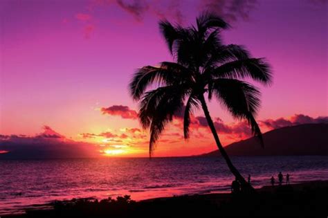 Tropical Sunset Purple Sunset Sunset Palm Tree Sunset