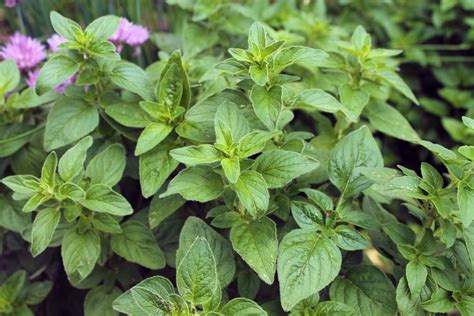 Wild Oregano Is Doing Fantastic Plant Leaves Garden Home And Garden