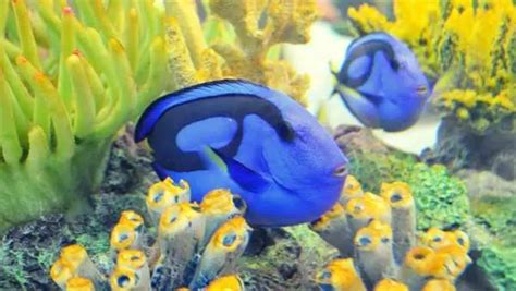 Blue Tang Care And Facts Everything You Need To Know
