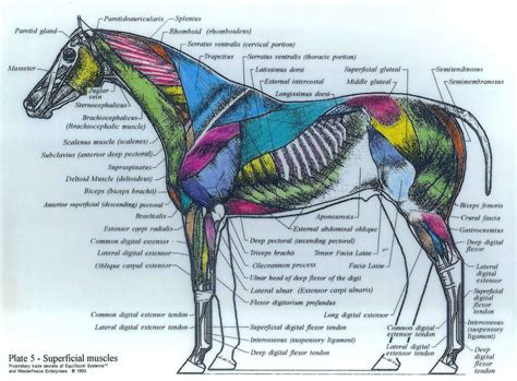 Superficial Muscles Horse Anatomy Dog Anatomy Horse Massage