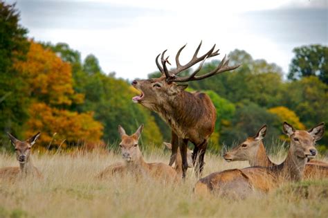 Understanding The Deer Rut And The Best Places To See It Discover