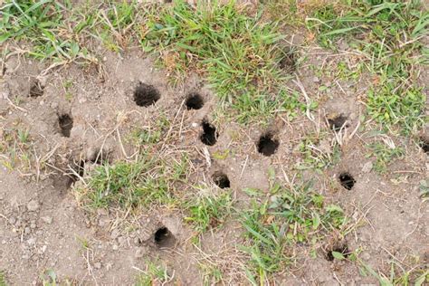Small Holes In Lawn Overnight The Likely Culprits