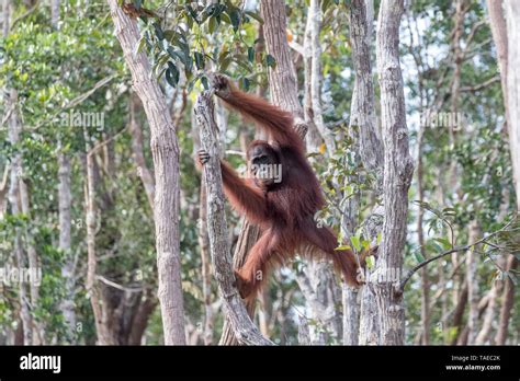 Bornean Orangutan Pongo Pygmaeus Pygmaeus Adult Male Alone Tanjung