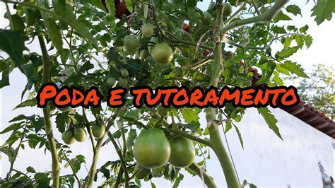 Poda E Tutoramento Dos Tomateiros Vídeo 07 Youtube