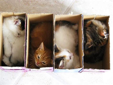16 Cute Pictures Of Cats In Boxes We Love Cats And Kittens Cats