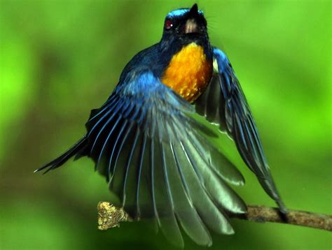 Kicau burung sikatan belang decu kembang. Merindukan Kicauan Tledekan Gunung di Gantangan - Blog Super Kicau Mania