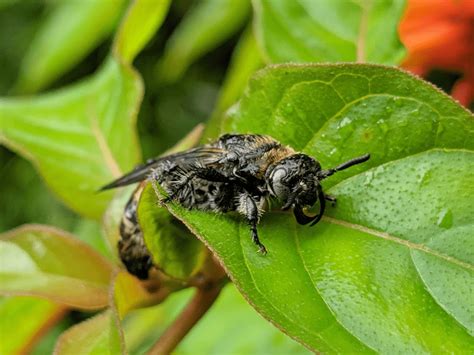 Exercise variety in the flowers' shapes and length tubes. Thank a Native Bee • Florida Wildlife Federation