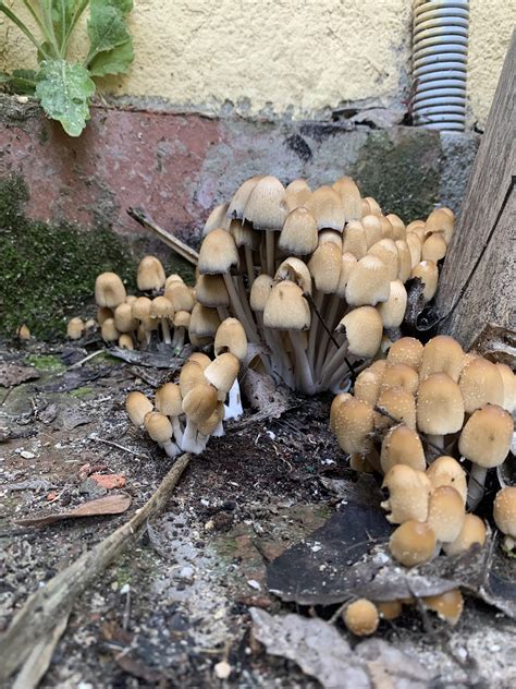got this small colony growing on my driveway wondering what they are r mycology