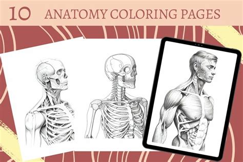Anatomy Coloring Pages Realistic Human Anatomy