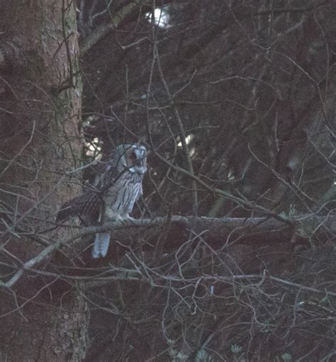 Long Eared Owls Thriving On A Grouse Moor In The Peak District