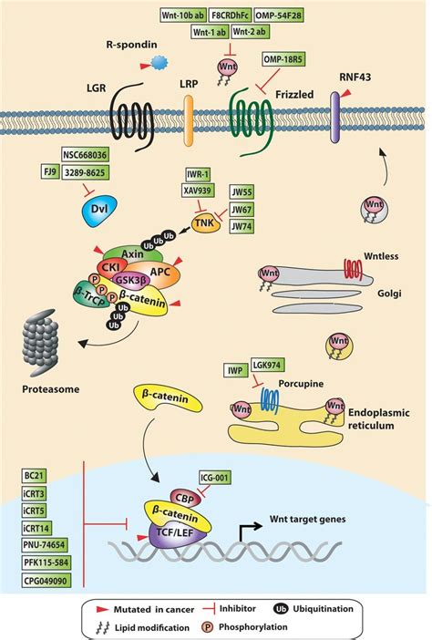 Targeting Wnt Signaling In Colorectal Cancer A Review In The Theme Cell Signaling Proteins