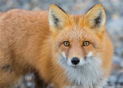 Red Fox Brooks Range Alaska Ron Niebrugge Photography