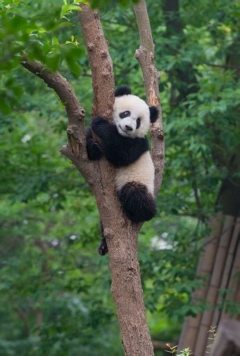Young Panda Bear In Tree Stock Photo Download Image Now Istock