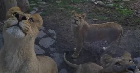 Watch These Ferocious Lions Turn Into Playful Kittens When They See