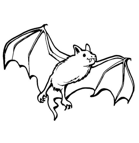 Normal Bat Coloring Page Download Print Or Color Online For Free