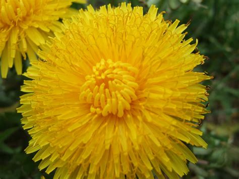 Both Saint And Cynic The Biggest Dandelion In The World