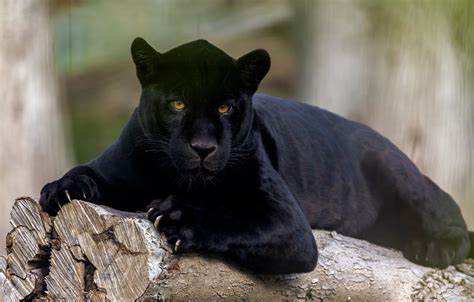 Wallpaper Look Jaguar Wild Cat Black Panther Images For Desktop