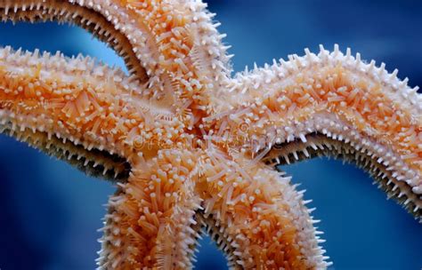 Common Starfish Underside Stock Photo Image Of Exotic 117140632