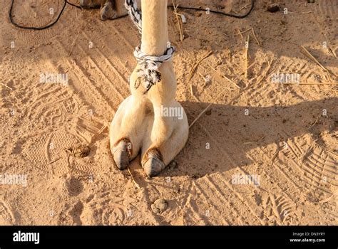 Camels Foot Camel Toe Stock Photo 64626575 Alamy