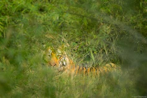 Crouching Tiger Bandhavgarh National Park India Grant Ordelheide
