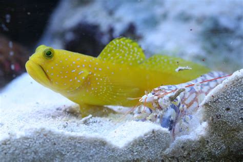 Yellow Watchman Goby Cryptocentrus Cinctus And Tiger Pistol Shrimp