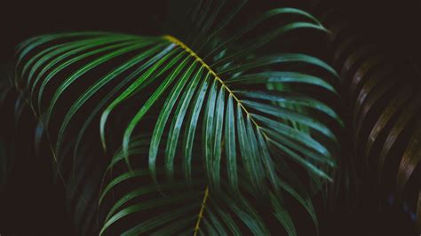 Download 2560x1440 Palm Leaves Close Up Branches