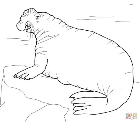 They live both in the north of the planet and in its south. Free Coloring Pages Elephant Seal - Coloring Home