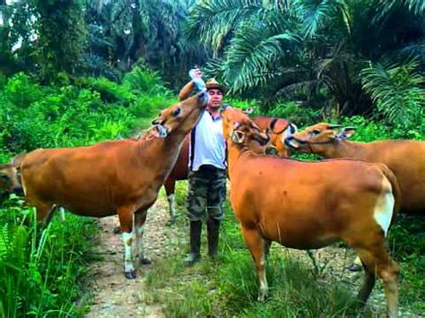 Yang membedakannya adalah ukuran dari jenis sapi bali ini relatif lebih kecil. Sapi Bali dan Sawit PT. Tidar Kerinci Agung.3gp - YouTube