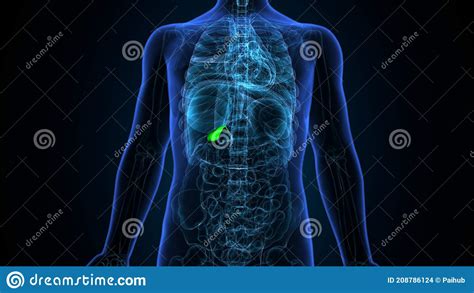 3d Illustration Of Human Internal Organ Gallbladder Anatomy Stock