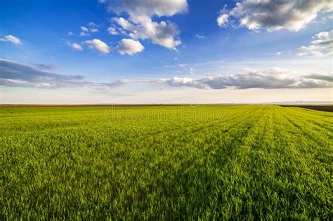Green Wheat Field Stock Image Image Of Landscape Rural 118962495