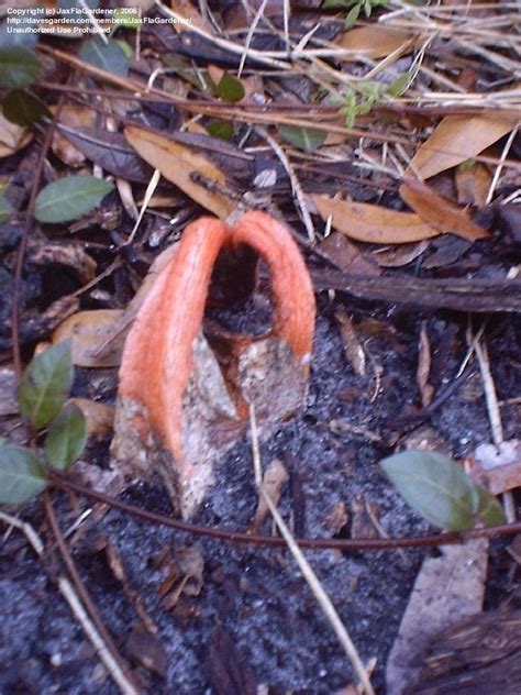 Plant Identification Closed Smelly Red Fungus What Is It 1 By