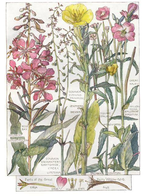 Evening Primrose Wild Flower Botanical Print By Isabel Adams